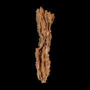XL 4.7" Fulgurite Petrified Lightning Strike Glass Sahara Desert Algeria