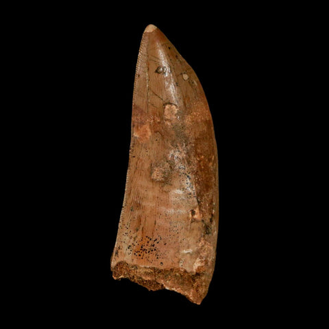 XL 3.2" Carcharodontosaurus Serrated Fossil Tooth Cretaceous Theropod Dinosaur COA