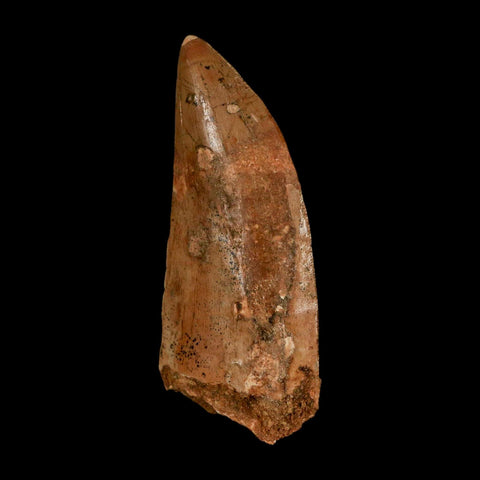 XL 3.2" Carcharodontosaurus Serrated Fossil Tooth Cretaceous Theropod Dinosaur COA