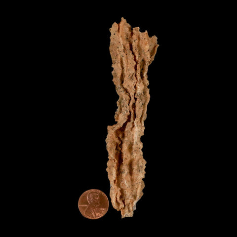 XL 4.7" Fulgurite Petrified Lighting Strike Glass Sahara Desert Algeria - Fossil Age Minerals