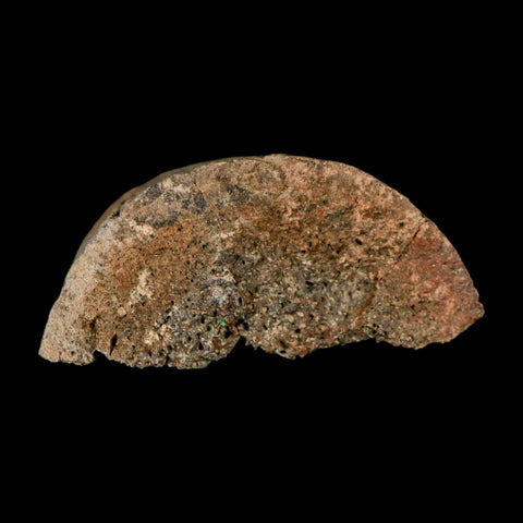 2.5" Triceratops Fossil Horn Section Lance Creek FM Cretaceous Dinosaur WY COA - Fossil Age Minerals