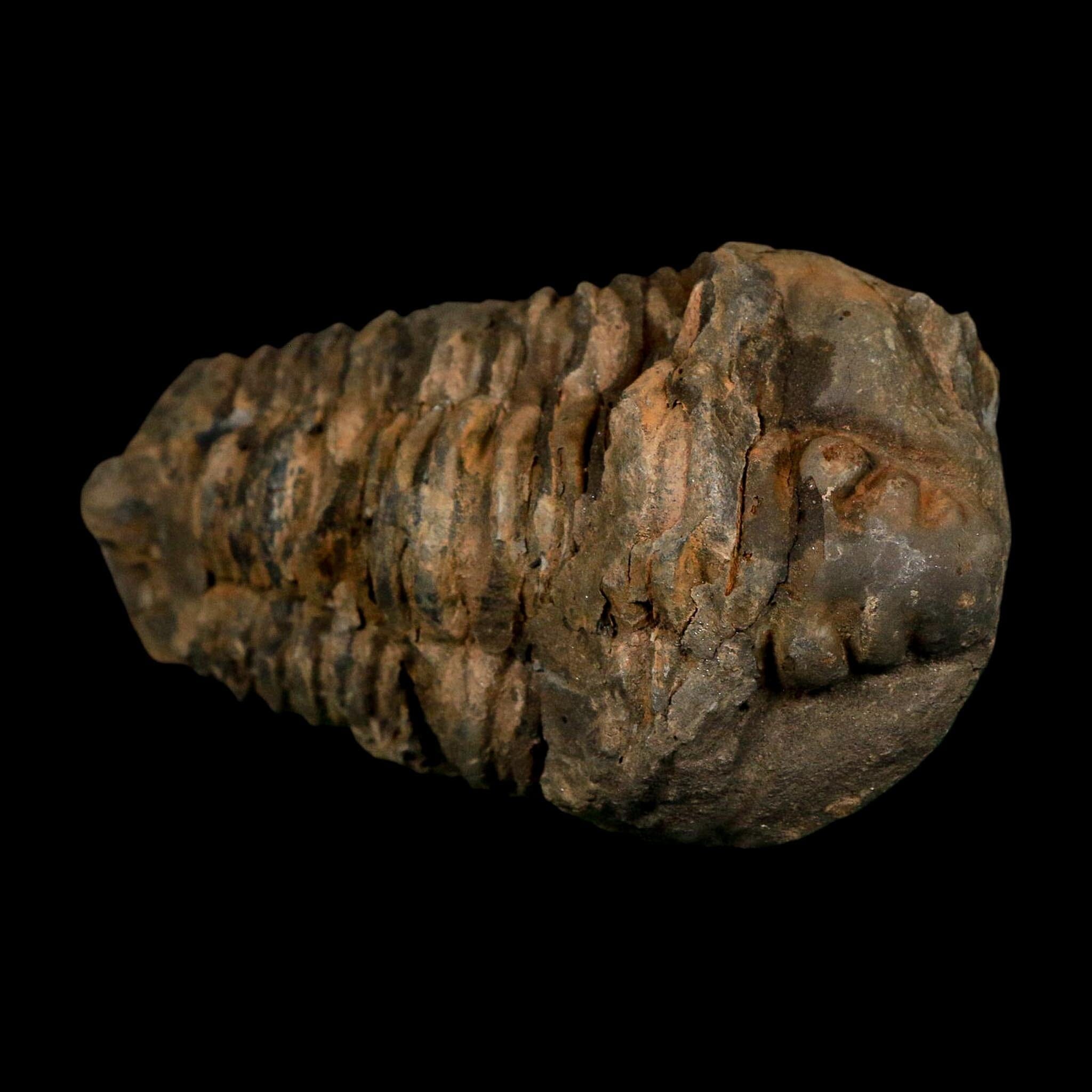3.6" Flexicalymene Trilobite Fossil Ordovician Age Tazzarine Region Morocco COA - Fossil Age Minerals
