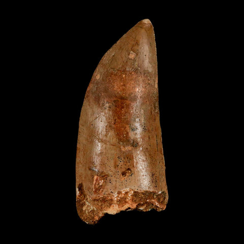 XL 3.2" Carcharodontosaurus Serrated Fossil Tooth Cretaceous Theropod Dinosaur COA