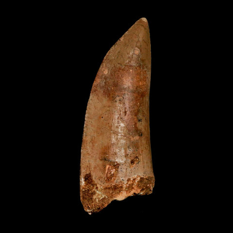 XL 3.2" Carcharodontosaurus Serrated Fossil Tooth Cretaceous Theropod Dinosaur COA