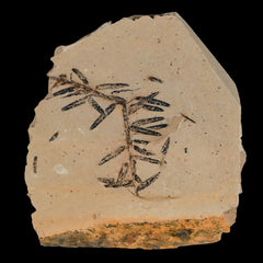 Metasequoia Plant Fossils