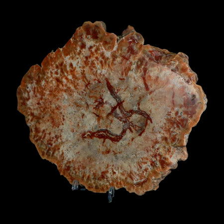 8" Dinosaur Coprolite Fossil Polished Slab Specimen Poop Dung Harry Mountain Utah