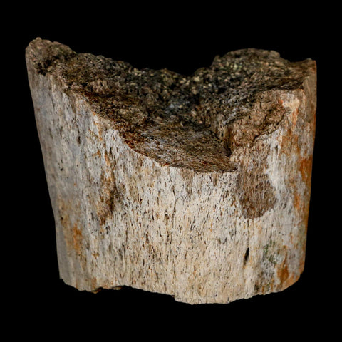 3" Triceratops Fossil Horn Section Lance Creek FM Cretaceous Dinosaur WY COA - Fossil Age Minerals