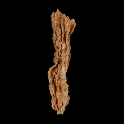 XL 4.7" Fulgurite Petrified Lighting Strike Glass Sahara Desert Algeria - Fossil Age Minerals