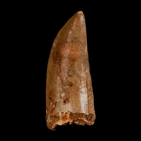 XL 3.2" Carcharodontosaurus Serrated Fossil Tooth Cretaceous Theropod Dinosaur COA