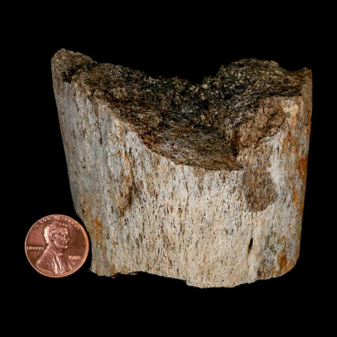 3" Triceratops Fossil Horn Section Lance Creek FM Cretaceous Dinosaur WY COA - Fossil Age Minerals