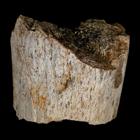 3" Triceratops Fossil Horn Section Lance Creek FM Cretaceous Dinosaur WY COA