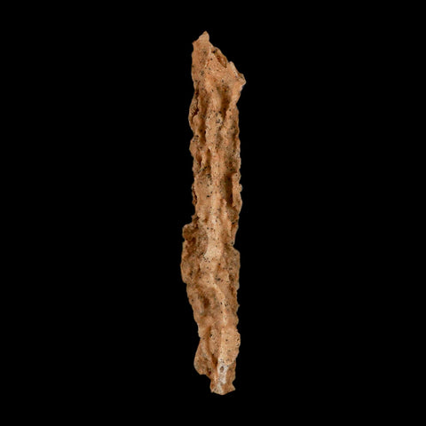 XL 4.7" Fulgurite Petrified Lighting Strike Glass Sahara Desert Algeria - Fossil Age Minerals