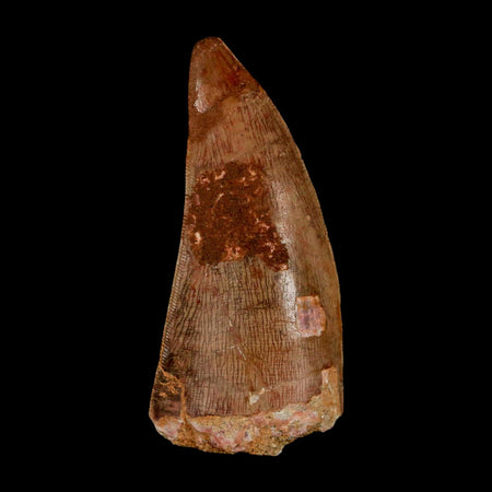 XL 2.6" Carcharodontosaurus Serrated Fossil Tooth Cretaceous Theropod Dinosaur COA