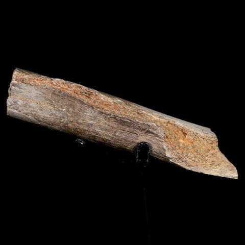 4.1" Dromaeosaurus Raptor Fossil Rib Bone Cretaceous Dinosaur Hell Creek MT COA - Fossil Age Minerals