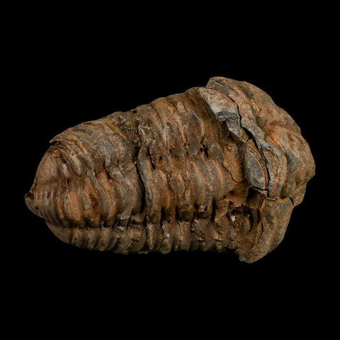3.1" Flexicalymene Trilobite Fossil Ordovician Age Tazzarine Region Morocco COA