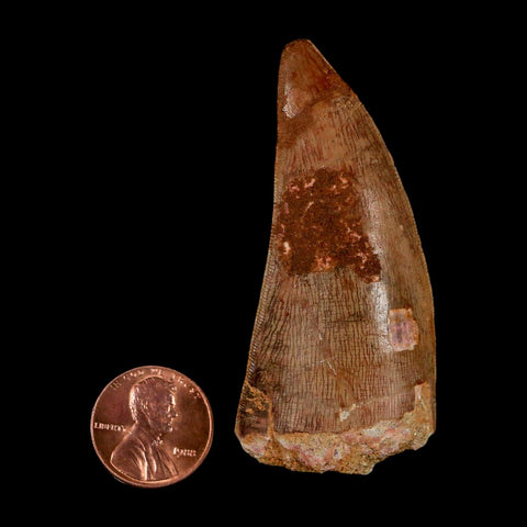 XL 2.6" Carcharodontosaurus Serrated Fossil Tooth Cretaceous Theropod Dinosaur COA