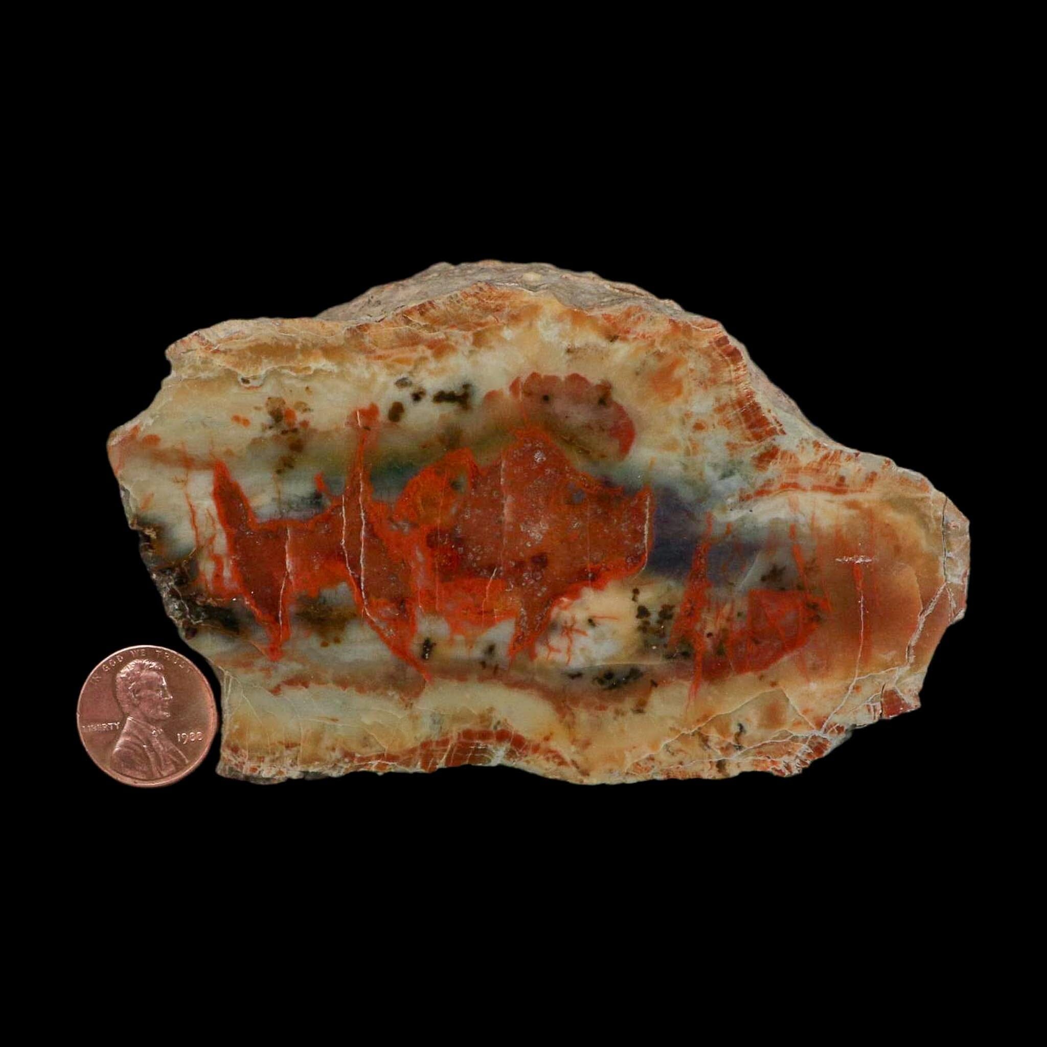 4.3" Dinosaur Coprolite Fossil Polished Slab Specimen Poop Dung Harry Mountain Utah - Fossil Age Minerals