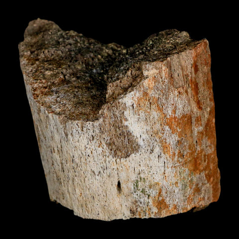 3" Triceratops Fossil Horn Section Lance Creek FM Cretaceous Dinosaur WY COA - Fossil Age Minerals