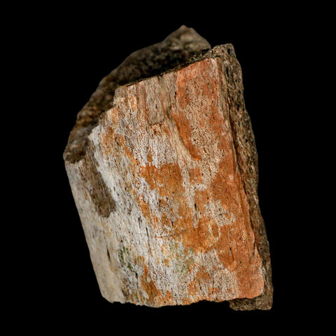 3" Triceratops Fossil Horn Section Lance Creek FM Cretaceous Dinosaur WY COA - Fossil Age Minerals