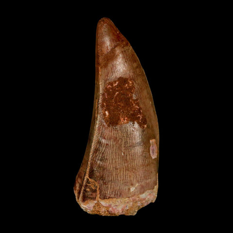 XL 2.6" Carcharodontosaurus Serrated Fossil Tooth Cretaceous Theropod Dinosaur COA