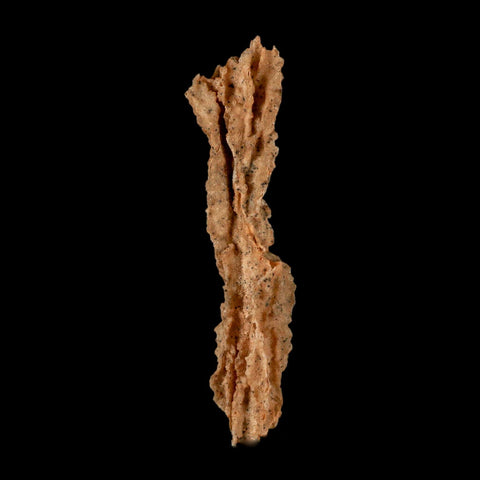XL 4.7" Fulgurite Petrified Lighting Strike Glass Sahara Desert Algeria - Fossil Age Minerals