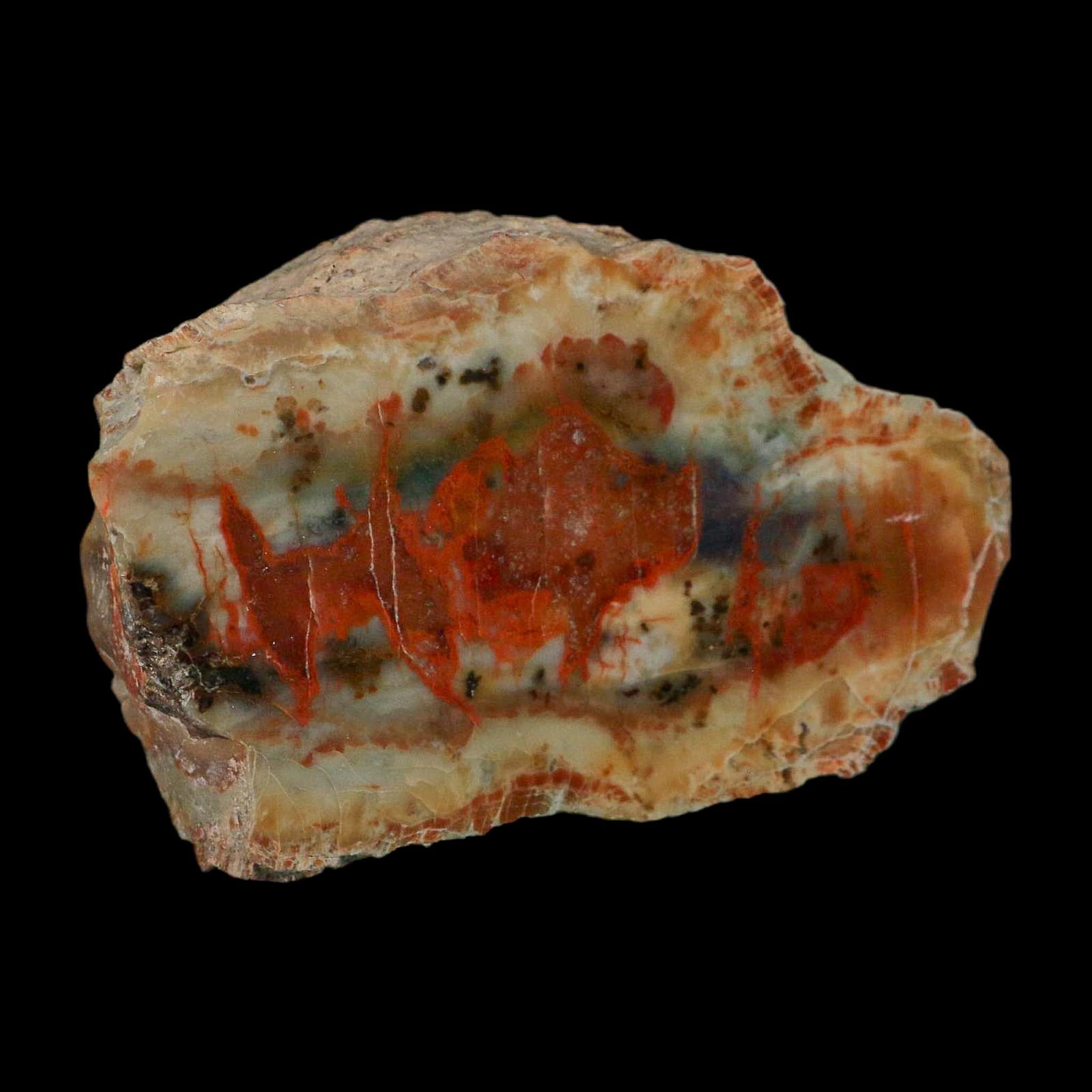4.3" Dinosaur Coprolite Fossil Polished Slab Specimen Poop Dung Harry Mountain Utah - Fossil Age Minerals