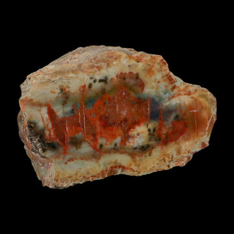 4.3" Dinosaur Coprolite Fossil Polished Slab Specimen Poop Dung Harry Mountain Utah - Fossil Age Minerals
