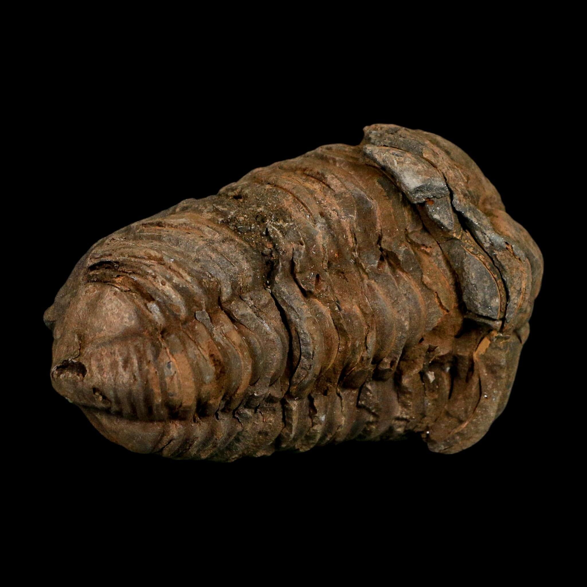 3.1" Flexicalymene Trilobite Fossil Ordovician Age Tazzarine Region Morocco COA - Fossil Age Minerals