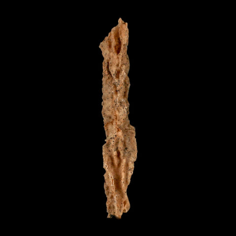 XL 4.7" Fulgurite Petrified Lighting Strike Glass Sahara Desert Algeria - Fossil Age Minerals