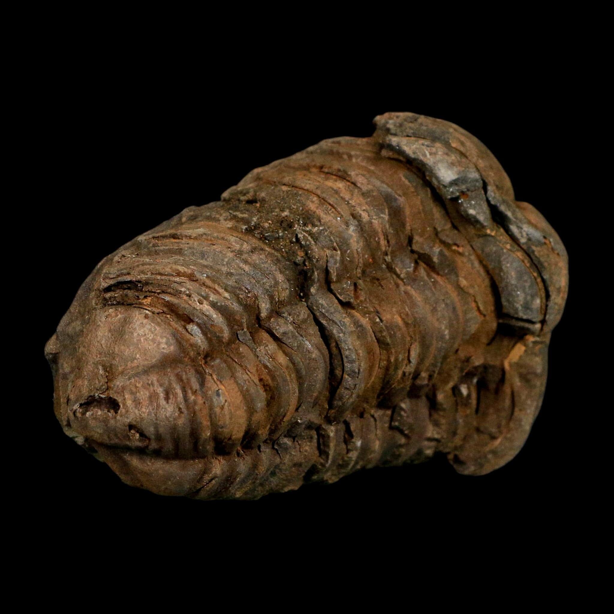3.1" Flexicalymene Trilobite Fossil Ordovician Age Tazzarine Region Morocco COA - Fossil Age Minerals