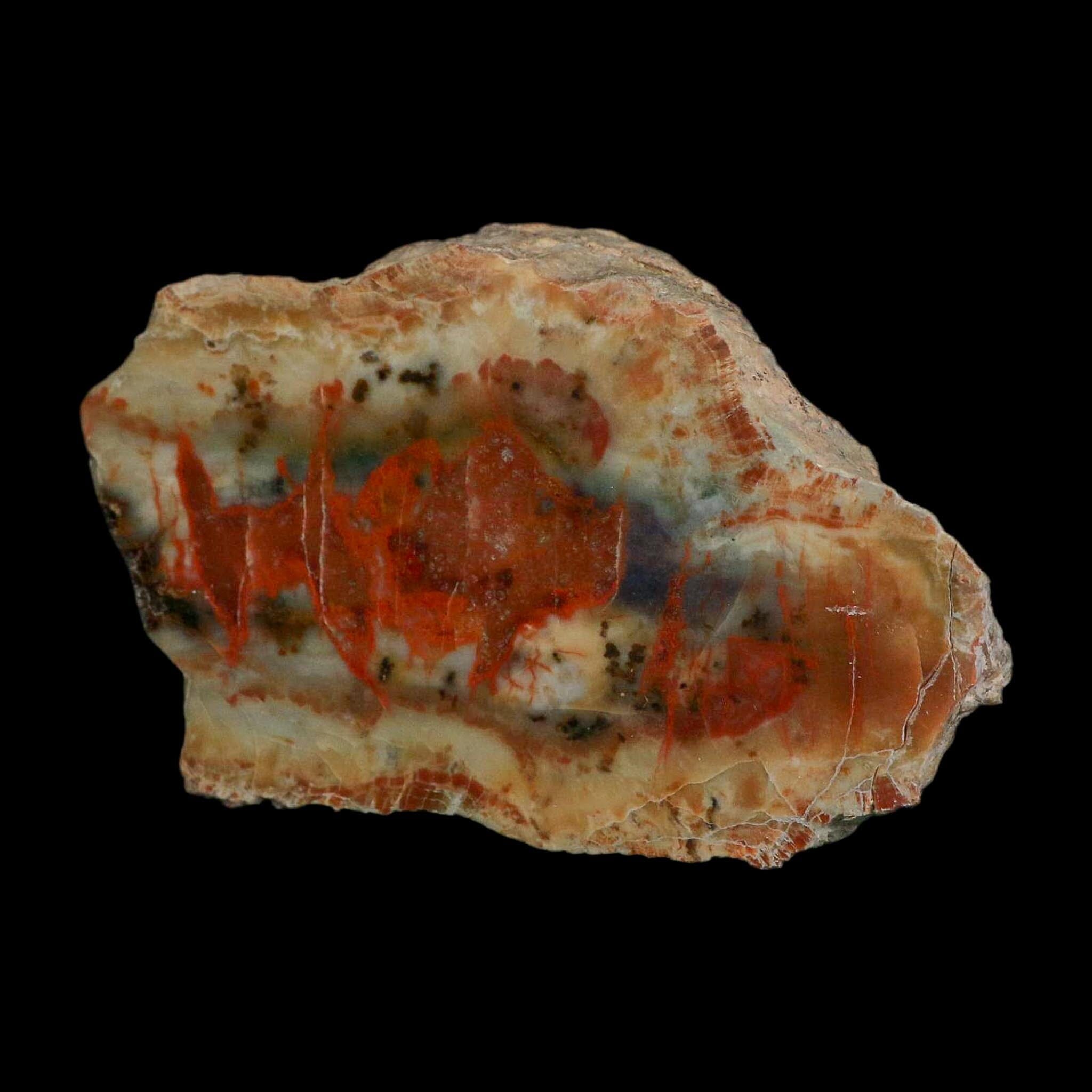 4.3" Dinosaur Coprolite Fossil Polished Slab Specimen Poop Dung Harry Mountain Utah - Fossil Age Minerals