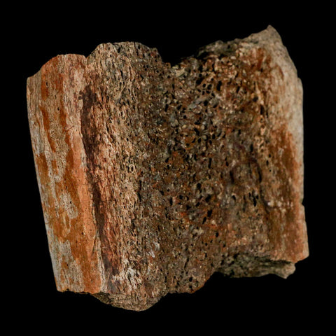 3" Triceratops Fossil Horn Section Lance Creek FM Cretaceous Dinosaur WY COA - Fossil Age Minerals