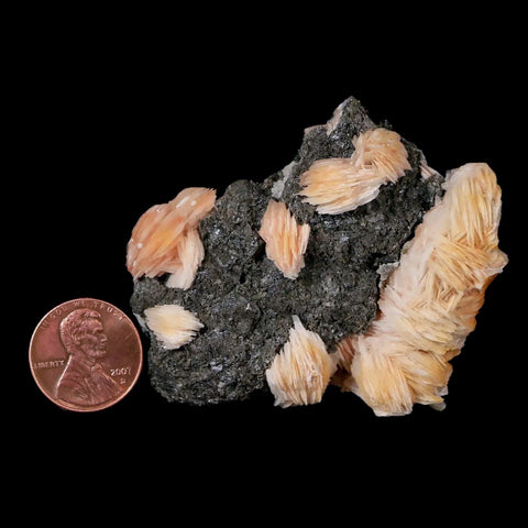 2.4" Yellow Barite, Cerussite & Galena Crystal Mineral Mabladen Morocco - Fossil Age Minerals
