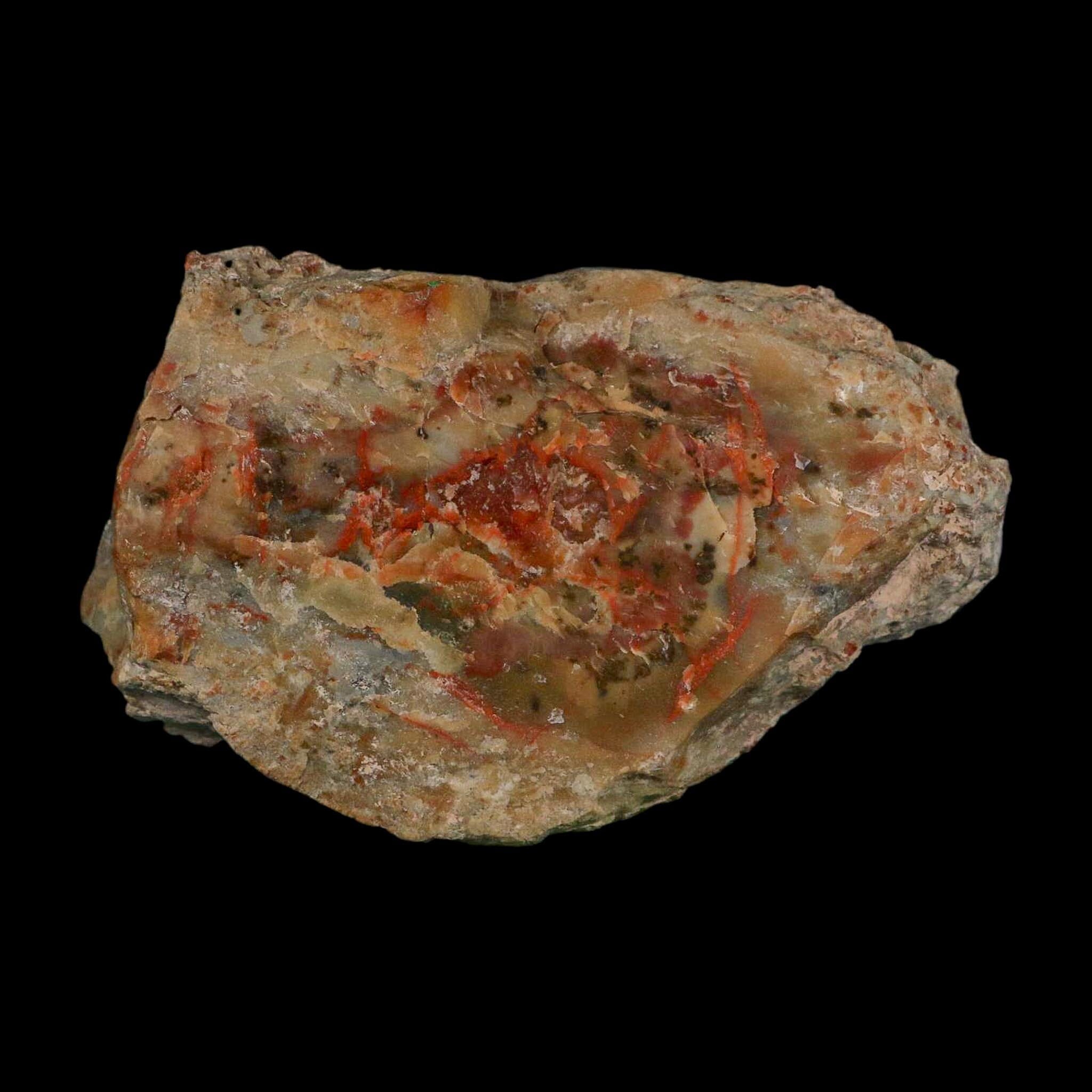 4.3" Dinosaur Coprolite Fossil Polished Slab Specimen Poop Dung Harry Mountain Utah - Fossil Age Minerals
