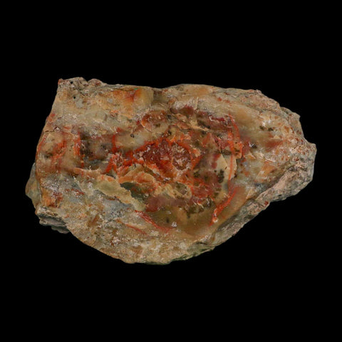 4.3" Dinosaur Coprolite Fossil Polished Slab Specimen Poop Dung Harry Mountain Utah - Fossil Age Minerals