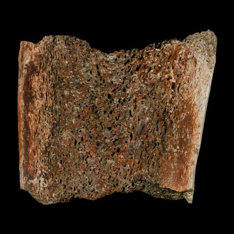 3" Triceratops Fossil Horn Section Lance Creek FM Cretaceous Dinosaur WY COA - Fossil Age Minerals