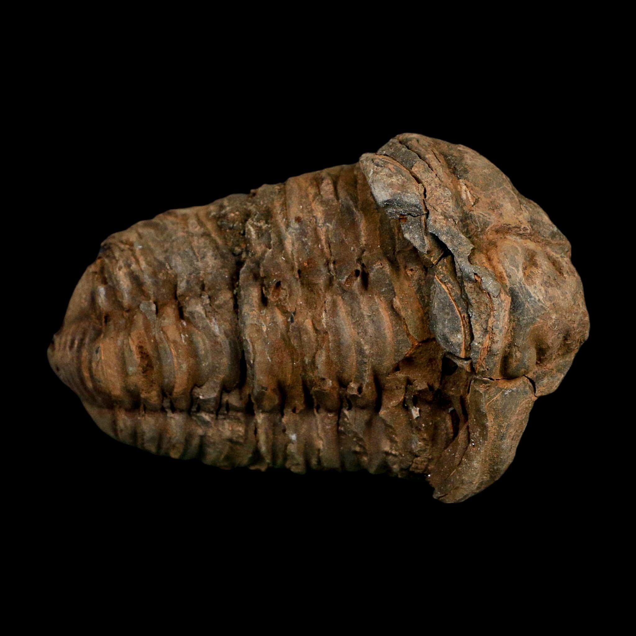 3.1" Flexicalymene Trilobite Fossil Ordovician Age Tazzarine Region Morocco COA - Fossil Age Minerals