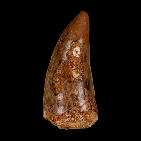 XL 2.6" Carcharodontosaurus Serrated Fossil Tooth Cretaceous Theropod Dinosaur COA