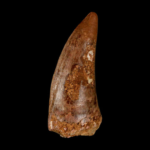 XL 2.6" Carcharodontosaurus Serrated Fossil Tooth Cretaceous Theropod Dinosaur COA