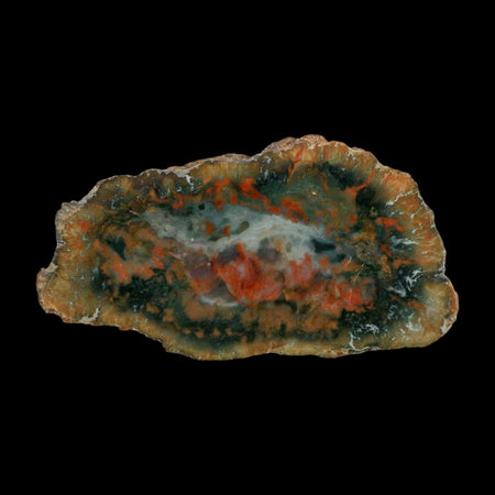 4.3" Dinosaur Coprolite Fossil Polished Slab Specimen Poop Dung Harry Mountain Utah