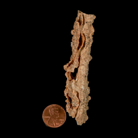 3.6" Fulgurite Petrified Lighting Strike Glass Sahara Desert Algeria - Fossil Age Minerals