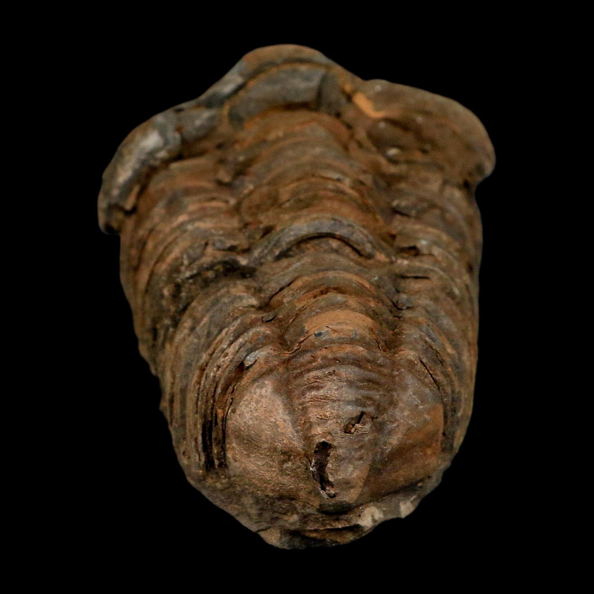 3.1" Flexicalymene Trilobite Fossil Ordovician Age Tazzarine Region Morocco COA - Fossil Age Minerals