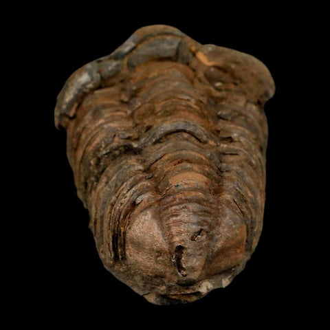 3.1" Flexicalymene Trilobite Fossil Ordovician Age Tazzarine Region Morocco COA