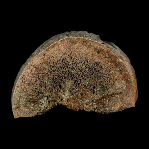 3" Triceratops Fossil Horn Section Lance Creek FM Cretaceous Dinosaur WY COA - Fossil Age Minerals