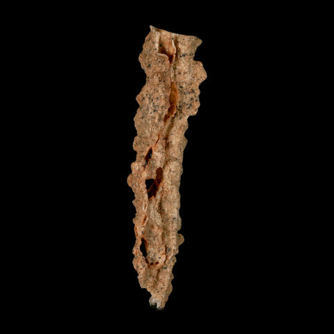 3.6" Fulgurite Petrified Lighting Strike Glass Sahara Desert Algeria - Fossil Age Minerals