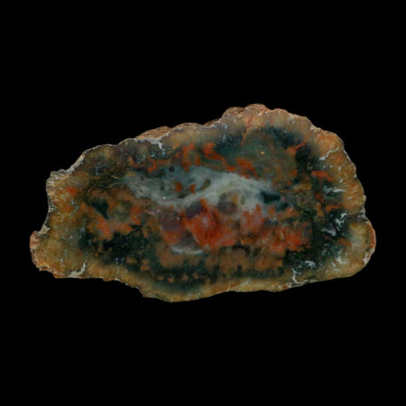 4.3" Dinosaur Coprolite Fossil Polished Slab Specimen Poop Dung Harry Mountain Utah
