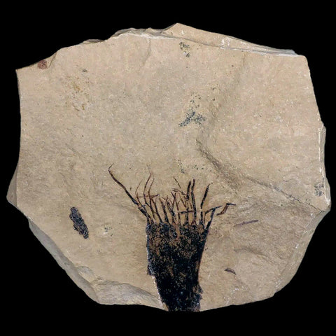 1.9" Detailed Fossil Unknown Plant Green River FM Uintah County UT Eocene Age - Fossil Age Minerals