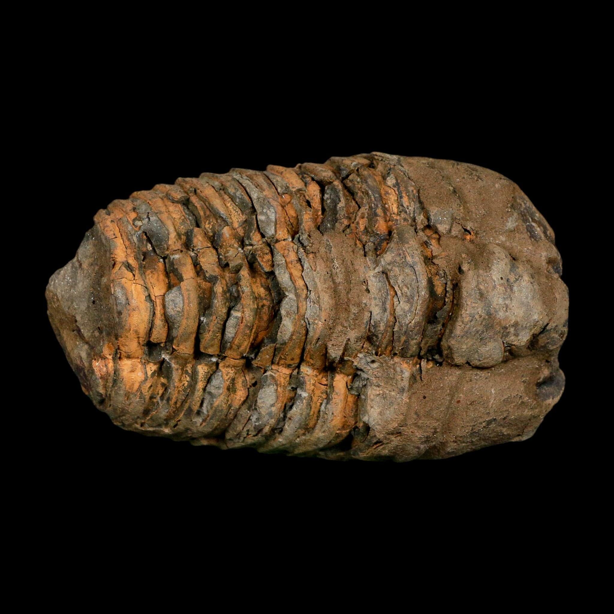 3.5" Flexicalymene Trilobite Fossil Ordovician Age Tazzarine Region Morocco COA - Fossil Age Minerals