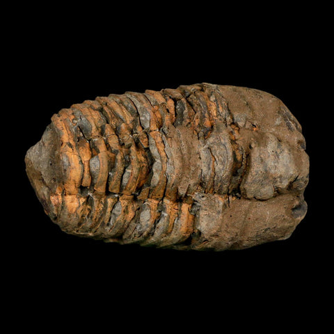 3.5" Flexicalymene Trilobite Fossil Ordovician Age Tazzarine Region Morocco COA