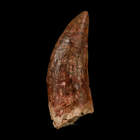 XL 3.1" Carcharodontosaurus Serrated Fossil Tooth Cretaceous Theropod Dinosaur COA